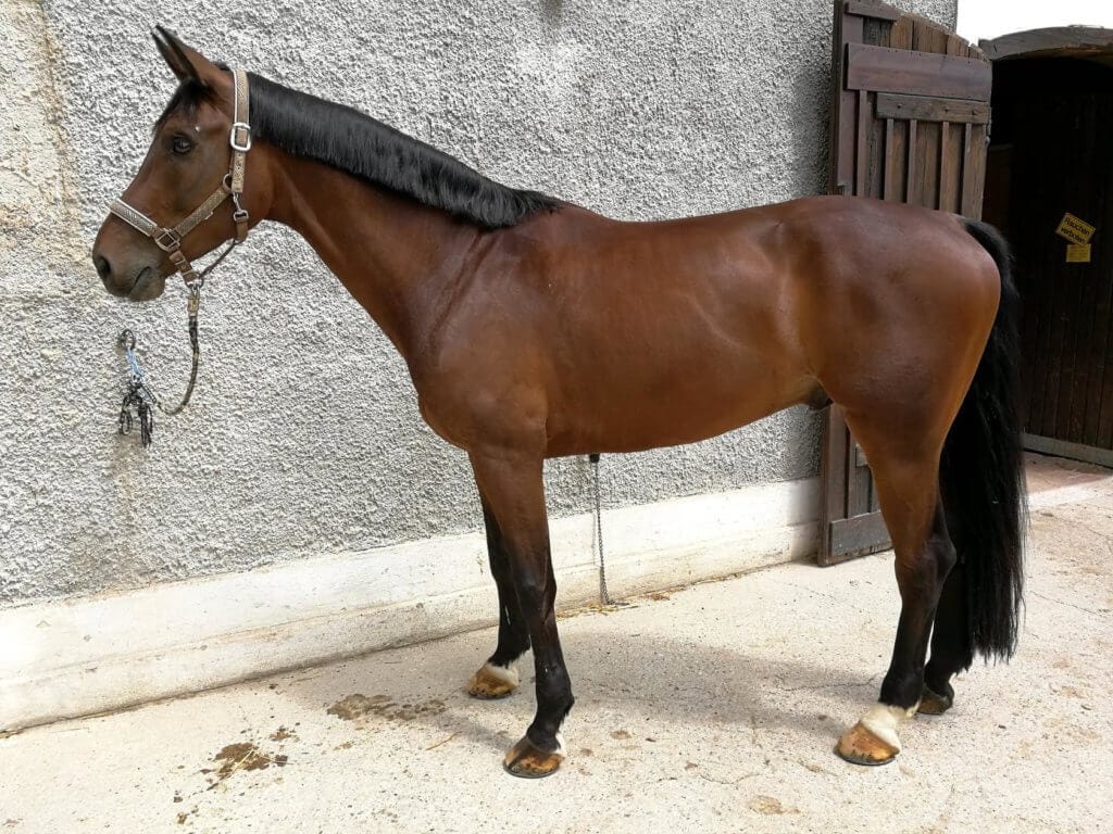 Hi Form Equine – Premium Horse Supplements