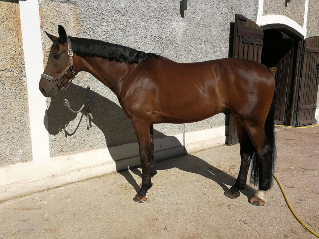 Hi Form Equine – Premium Horse Supplements