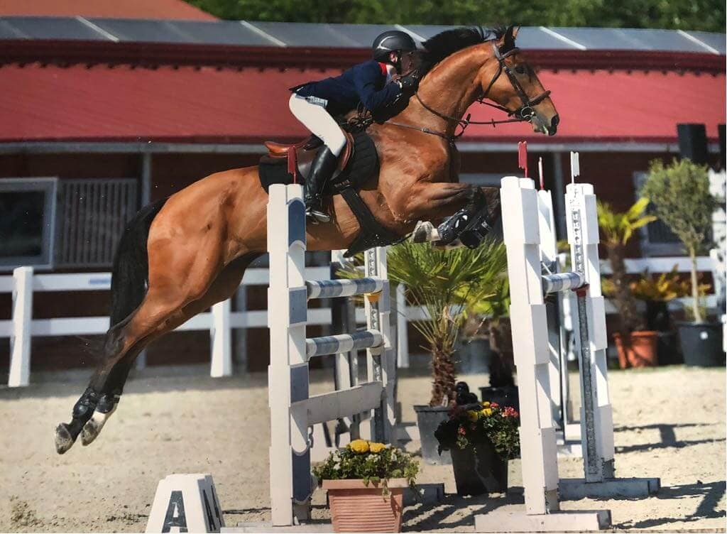 Hi Form Jake Myers Showjumper