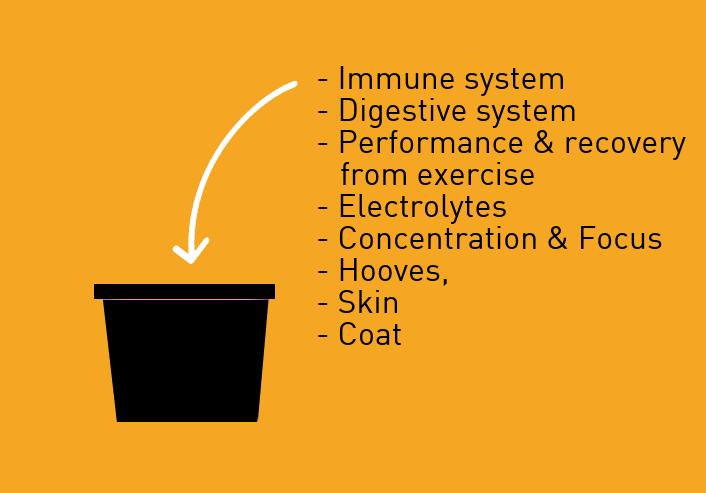 Hi Form Equine – Premium Horse Supplements