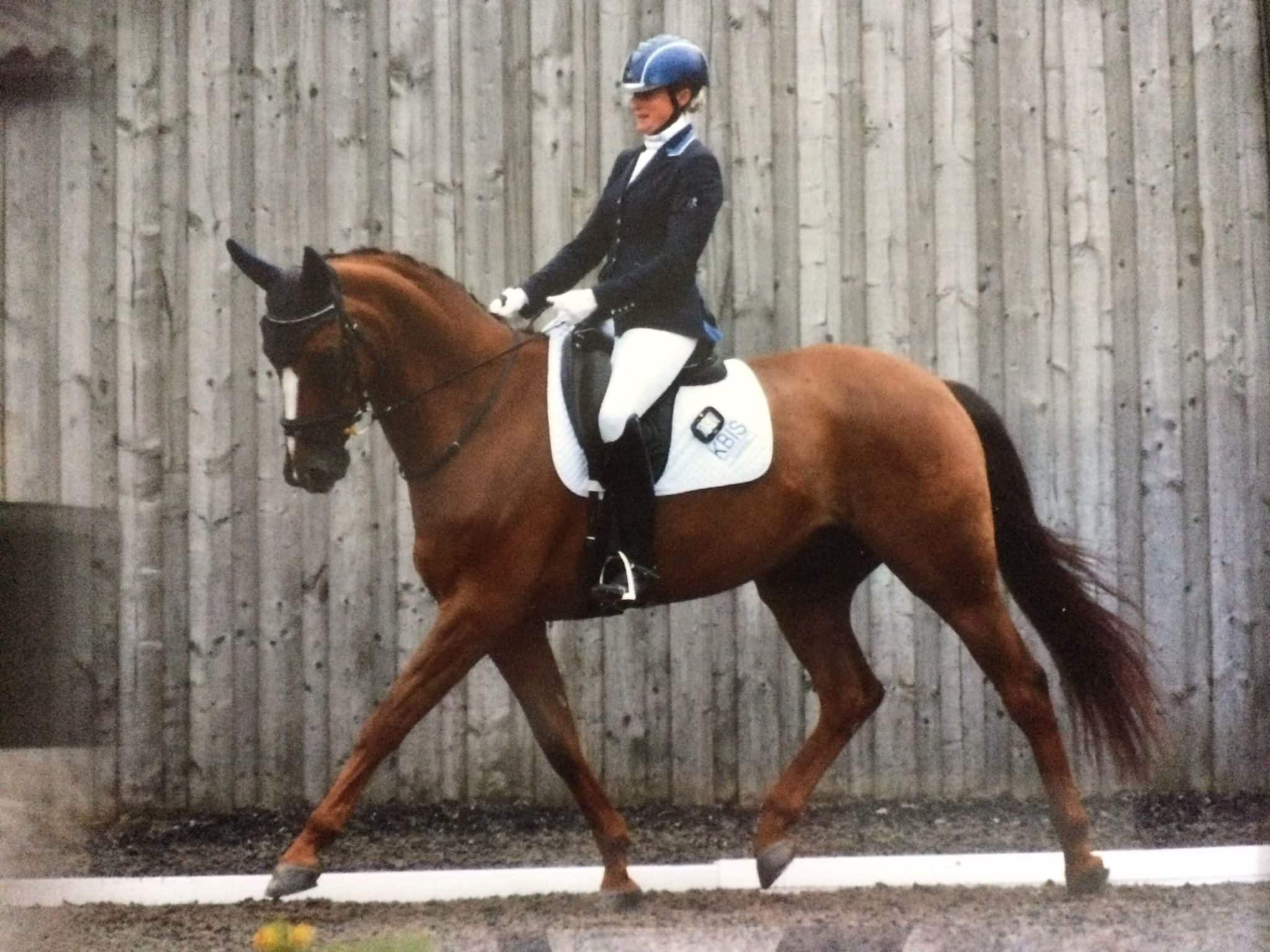 Hi Form Equine – Premium Horse Supplements