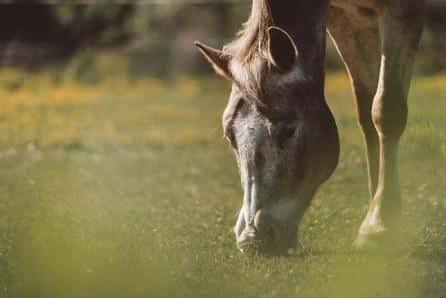 Hi Form Equine – Premium Horse Supplements