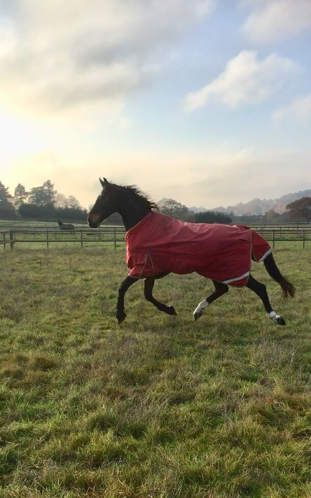 Hi Form Equine – Premium Horse Supplements