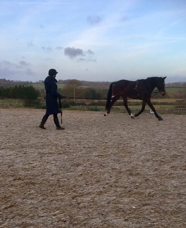 Hi Form Equine – Premium Horse Supplements