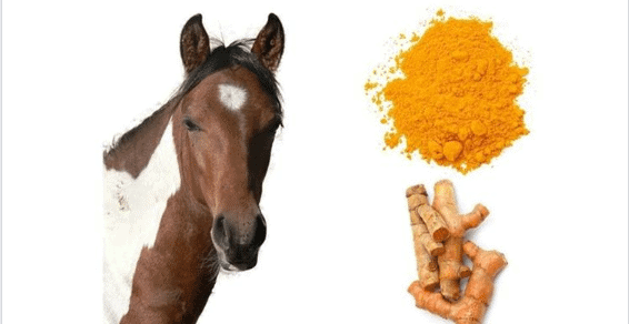 Hi Form Equine – Premium Horse Supplements
