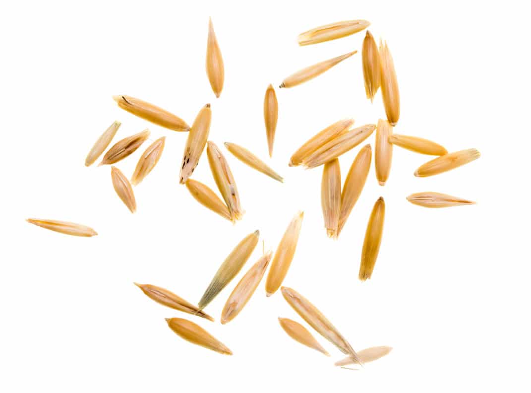 Hi Form Feeding Guide - Oats