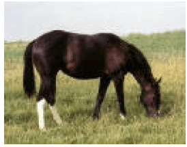 Hi Form Equine – Premium Horse Supplements