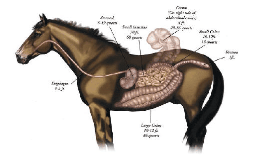 Hi Form Equine – Premium Horse Supplements
