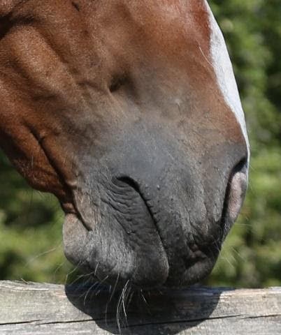 Hi Form Equine – Premium Horse Supplements