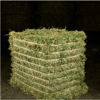 Hi Form Equine – Premium Horse Supplements