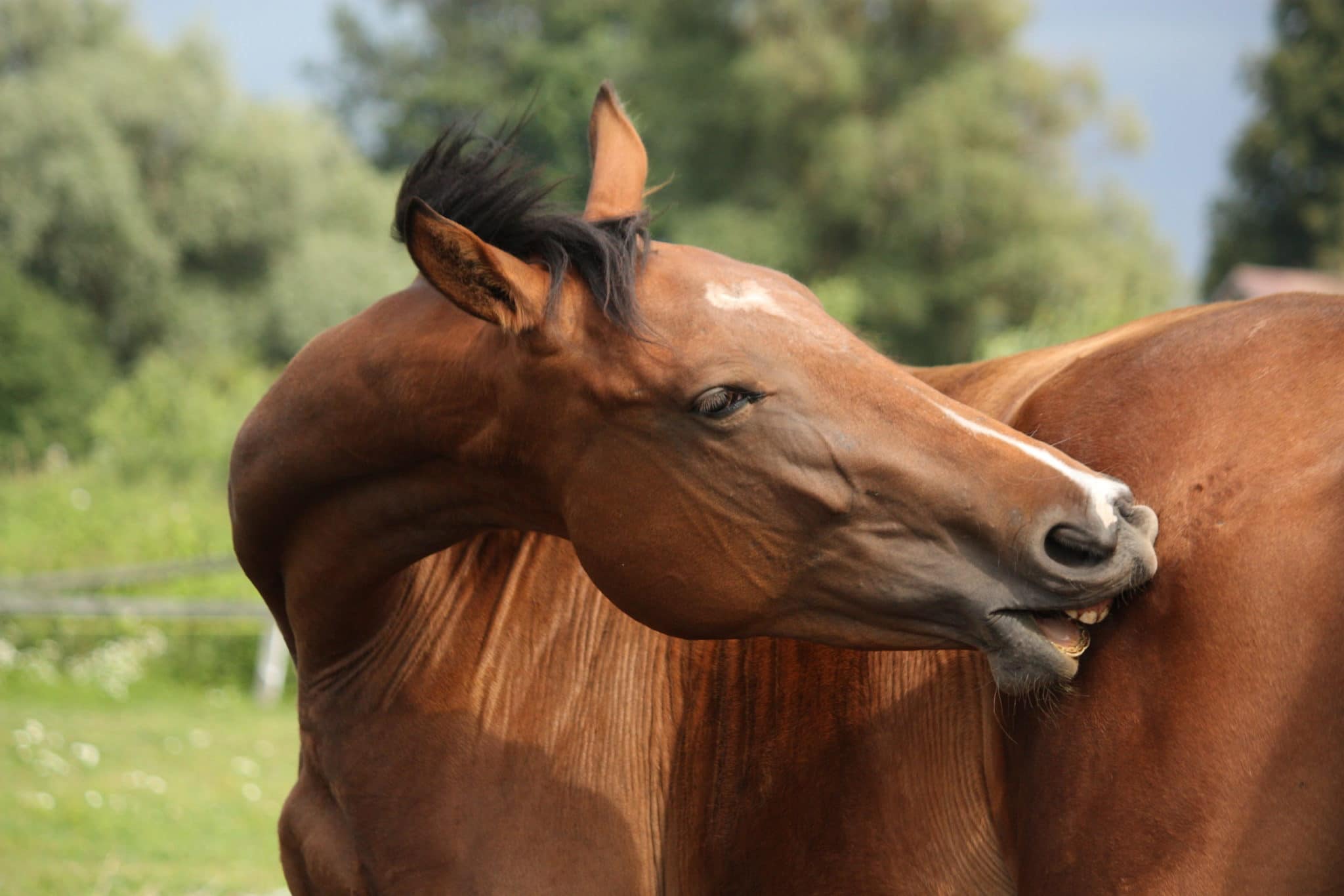 Hi Form Blog on Horse Allergies