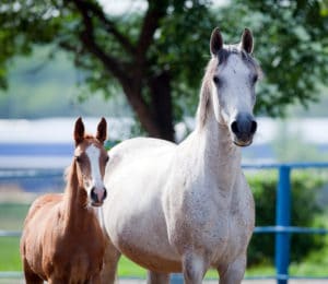 Breeding & Youngstock