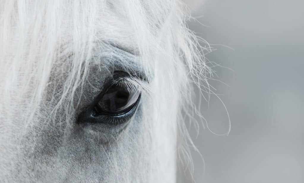 Hi Form Equine – Premium Horse Supplements