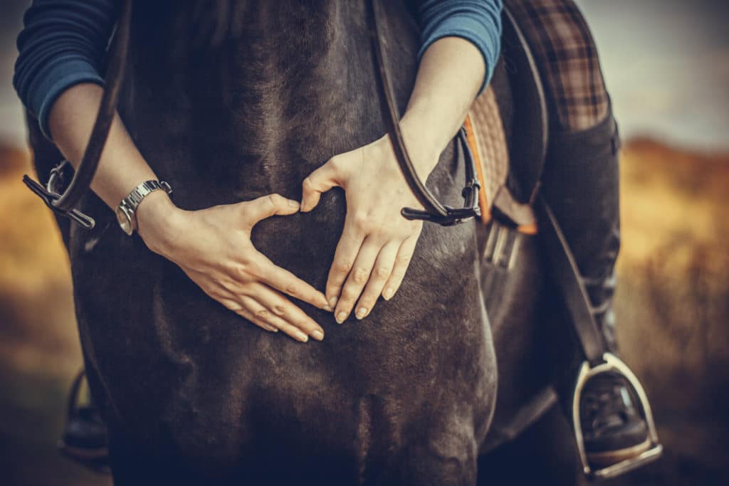 Hi Form Equine – Premium Horse Supplements