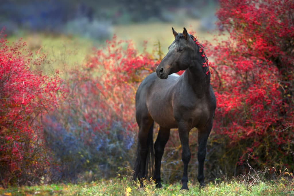 Hi Form Equine – Premium Horse Supplements