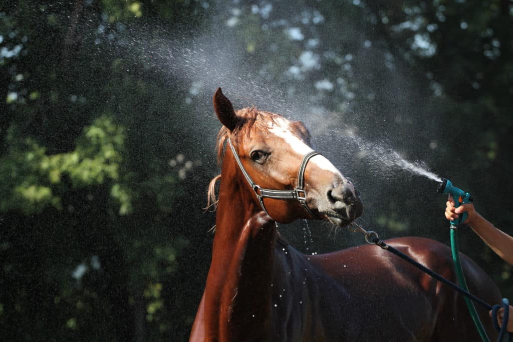 Hi Form Equine – Premium Horse Supplements
