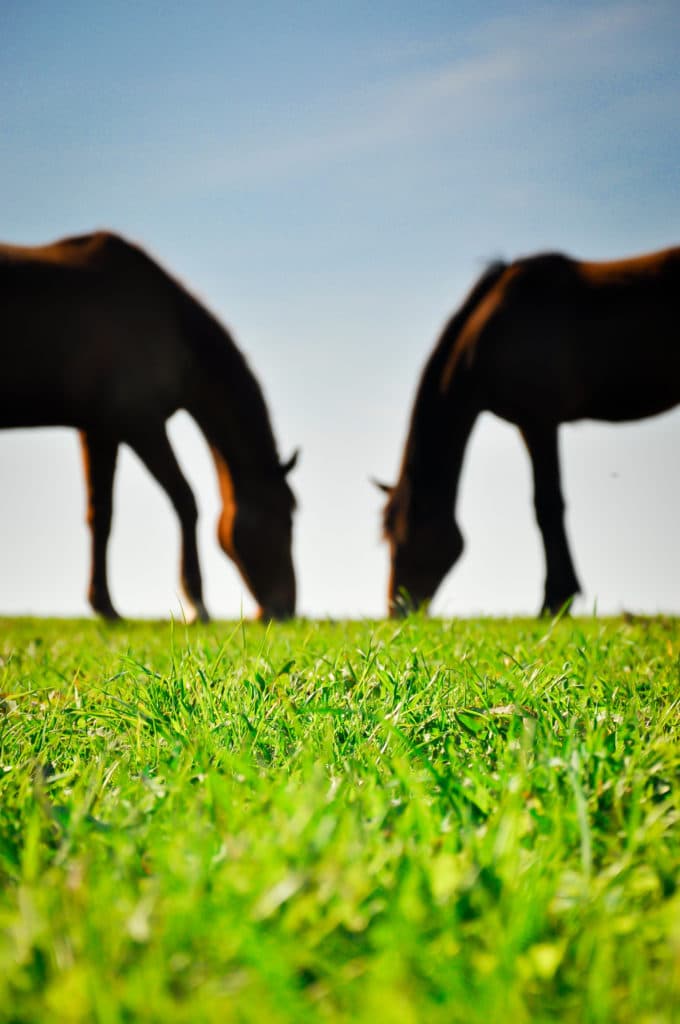 Hi Form Equine – Premium Horse Supplements