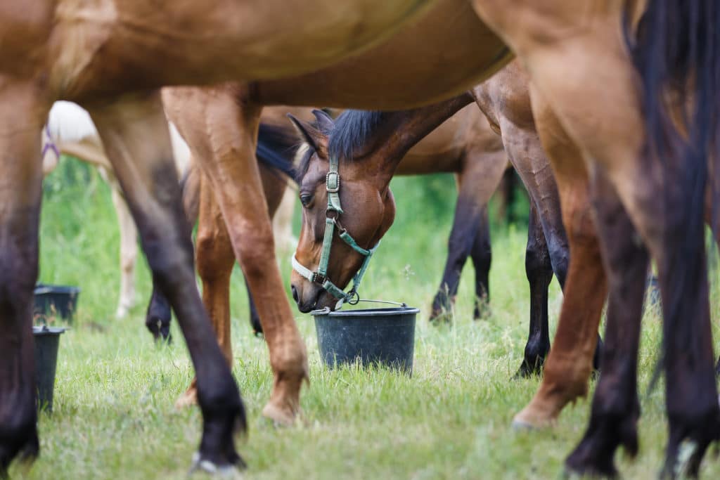 Hi Form Equine – Premium Horse Supplements