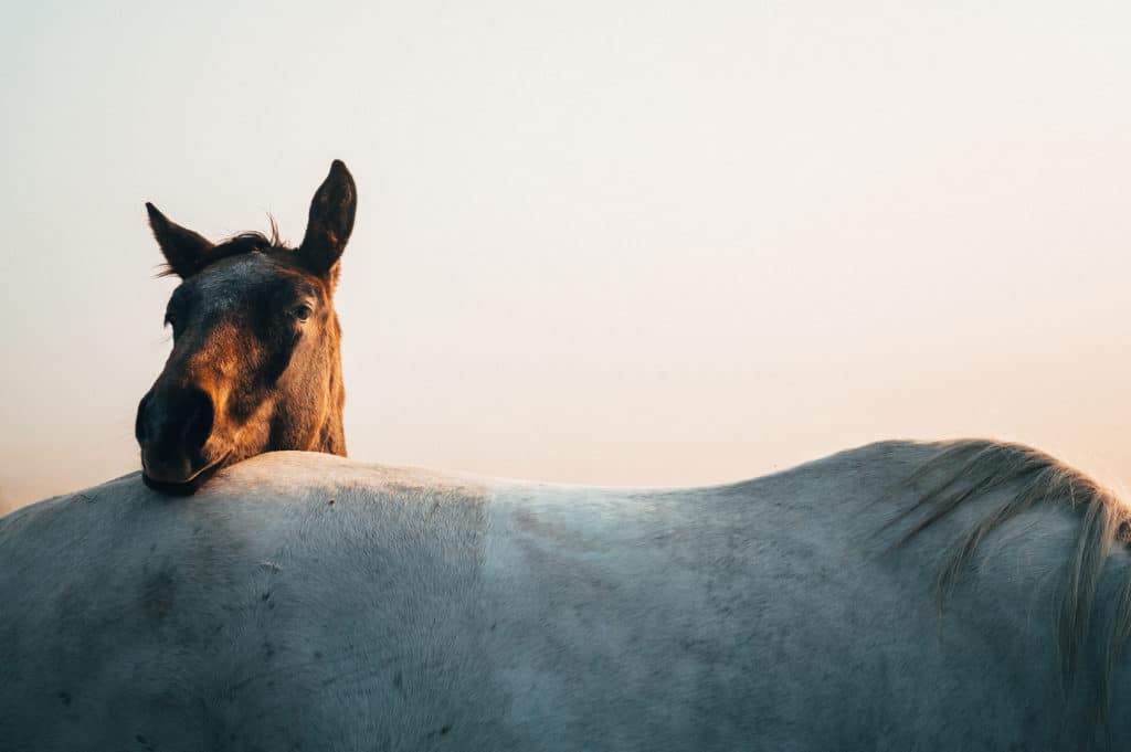 Hi Form Equine – Premium Horse Supplements