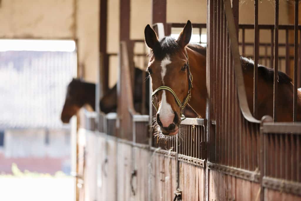 Hi Form Equine – Premium Horse Supplements