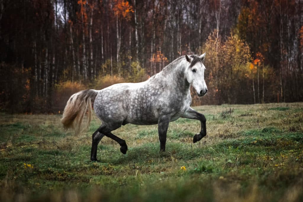 Hi Form Equine – Premium Horse Supplements