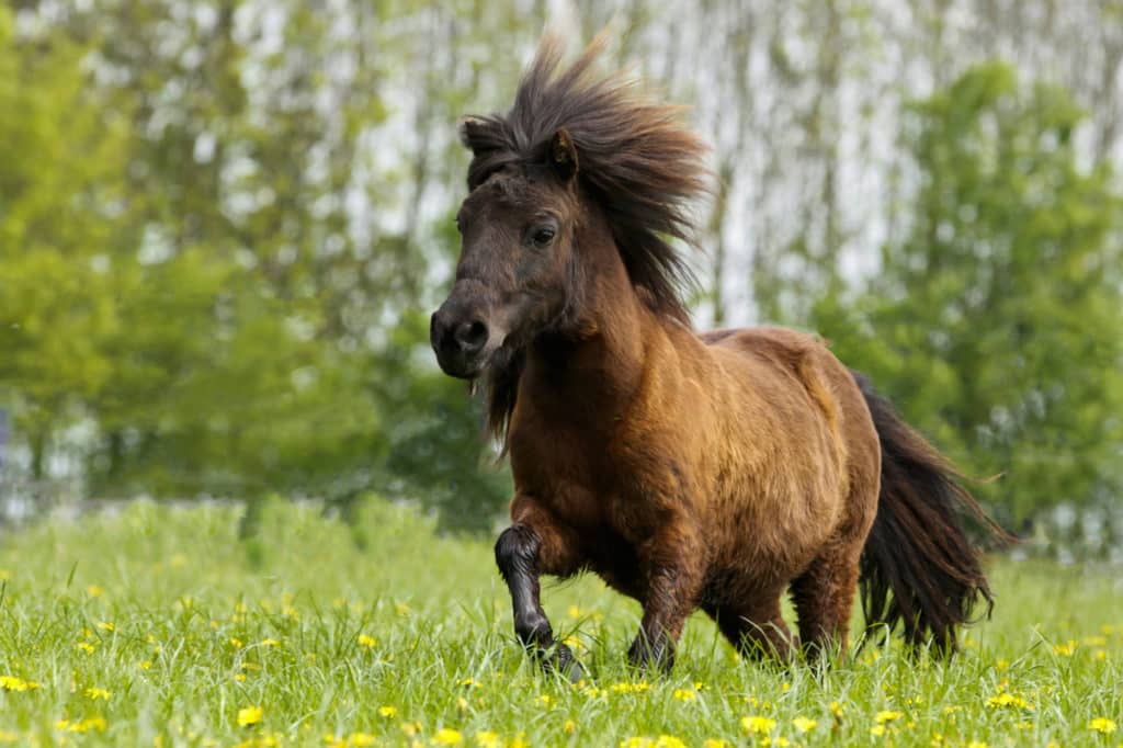 Hi Form Equine – Premium Horse Supplements