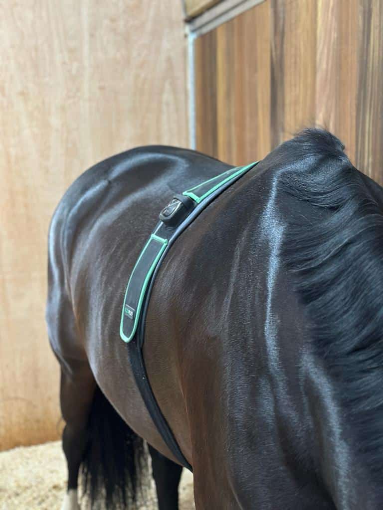 Hi Form Equine – Premium Horse Supplements
