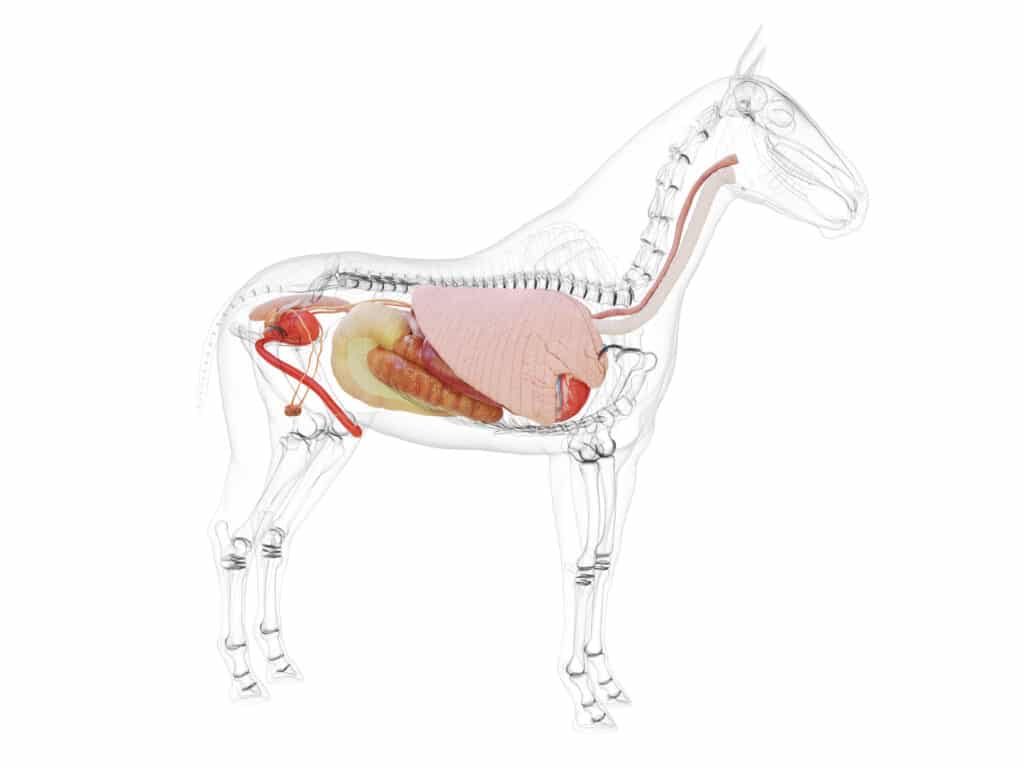 Hi Form Equine – Premium Horse Supplements