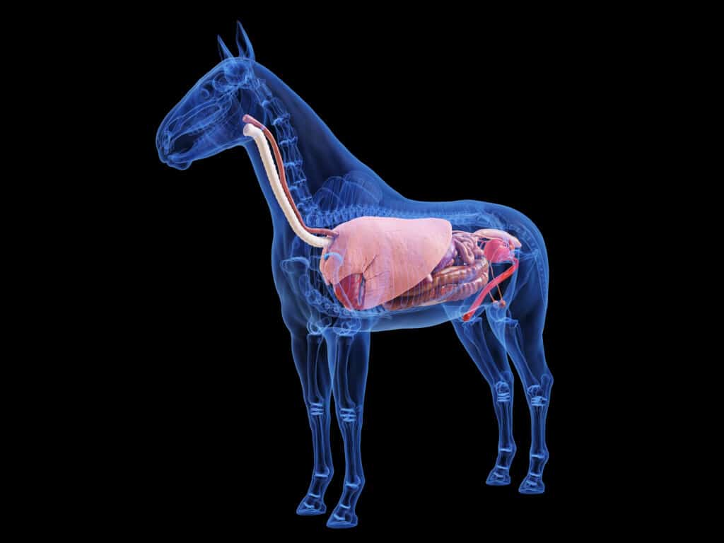 Hi Form Equine – Premium Horse Supplements