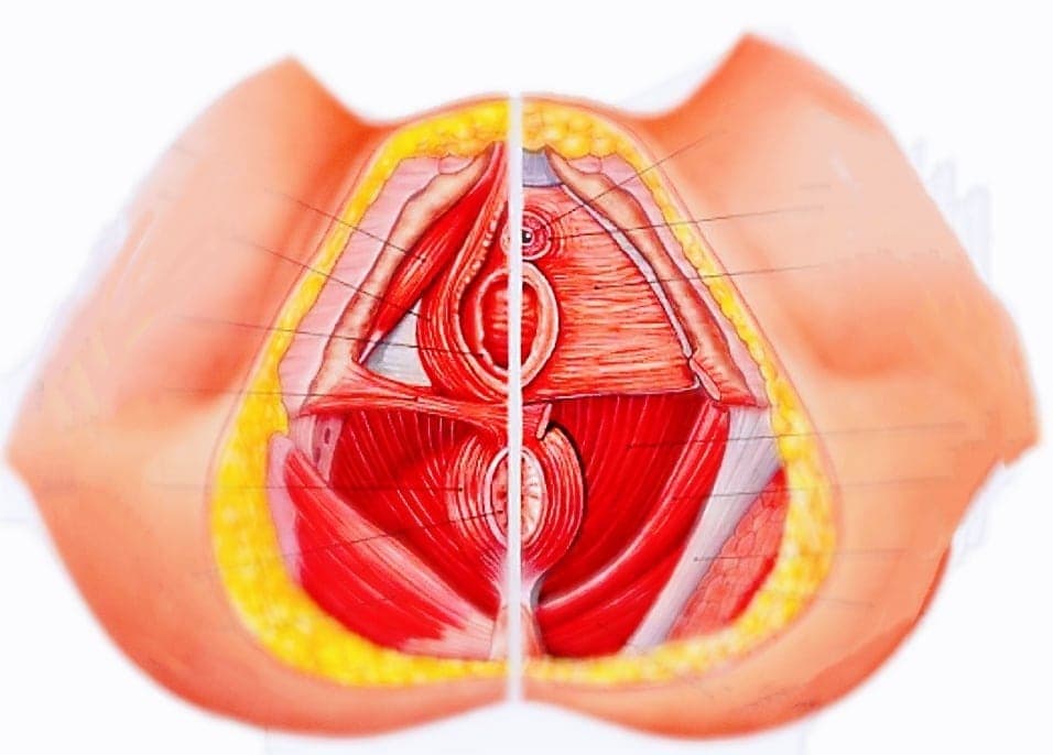 Pelvic Floor Muscles(骨盆底肌)