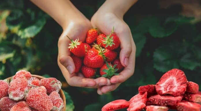 Strawberry Anti Cancer