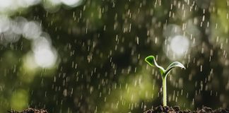 穀雨 節氣