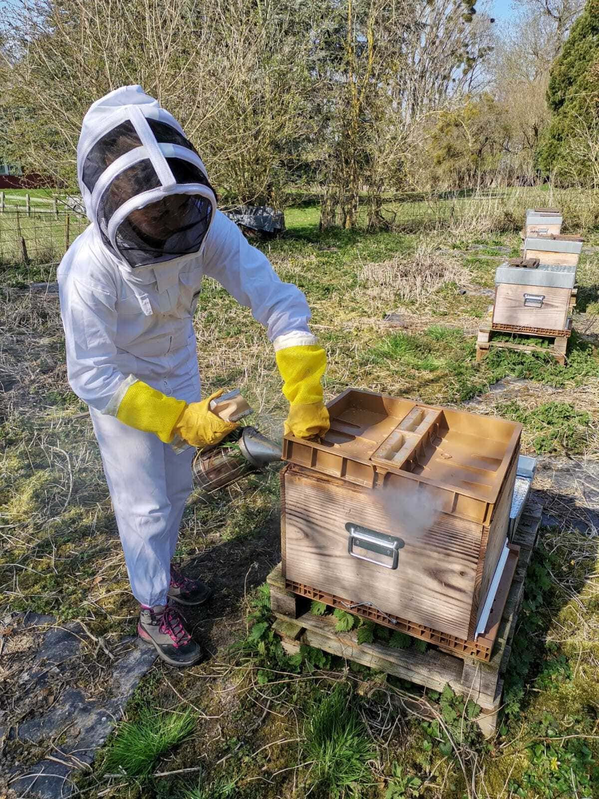 Formation apiculture