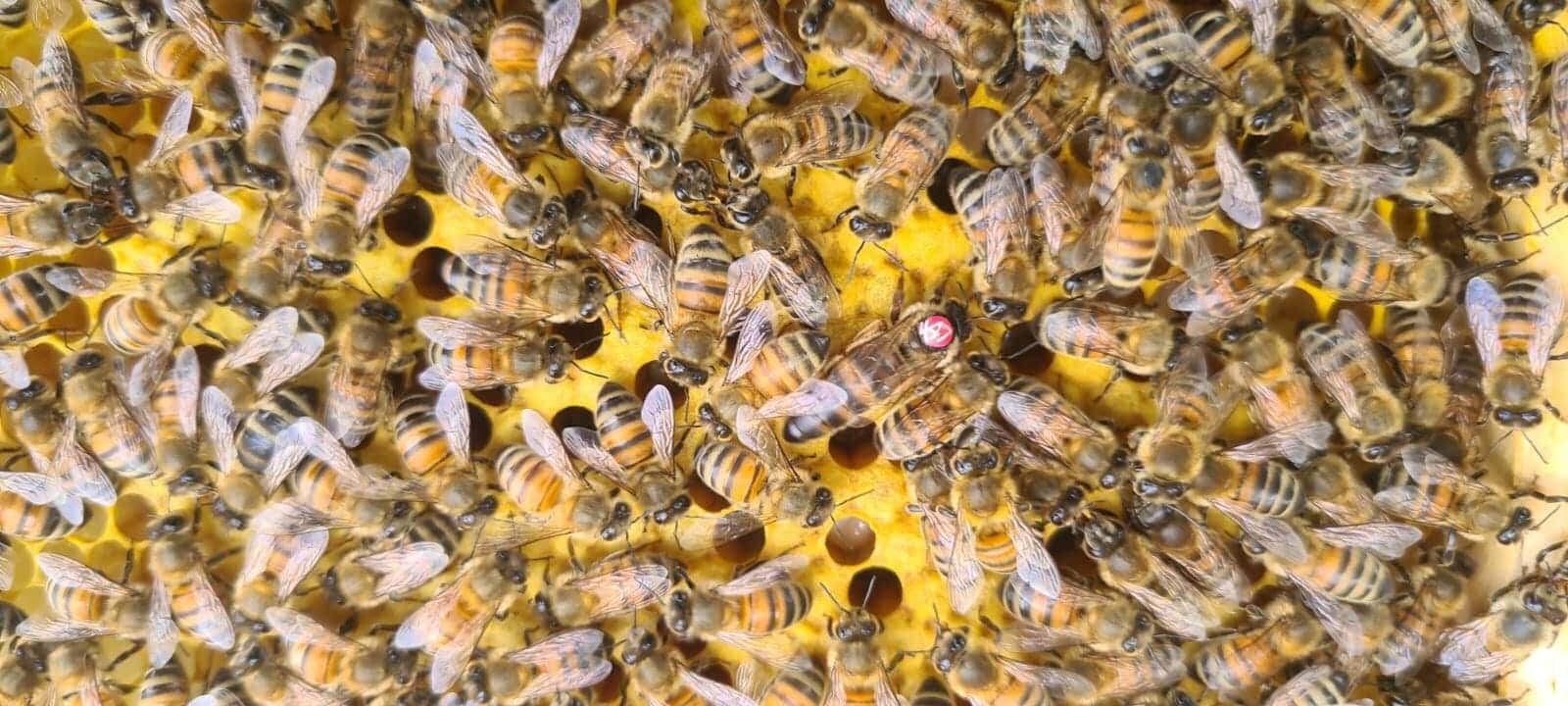 Reine Buckfast fécondée F1 2025 - précommande ! – Image 3