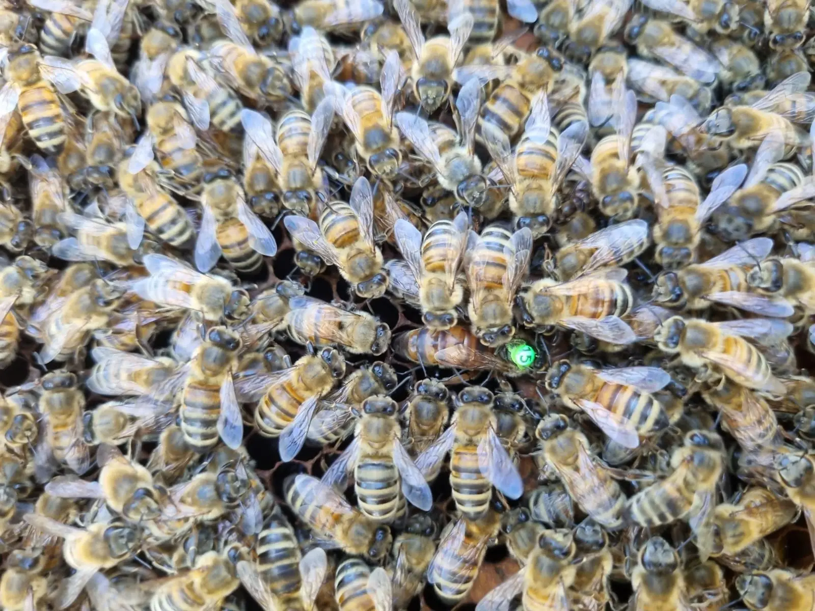 Reine Buckfast fécondée 2024