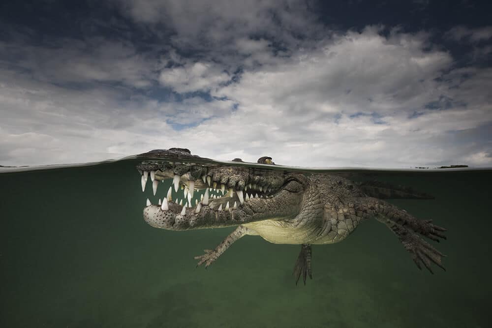 “Smiling Assassin” – Amerikaanse krokodil, Jardines de la Reina, Cuba.