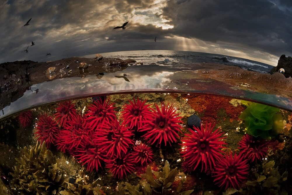 “Crimson Tide” – Waratah-anemonen, Port Kembla, NSW Australië