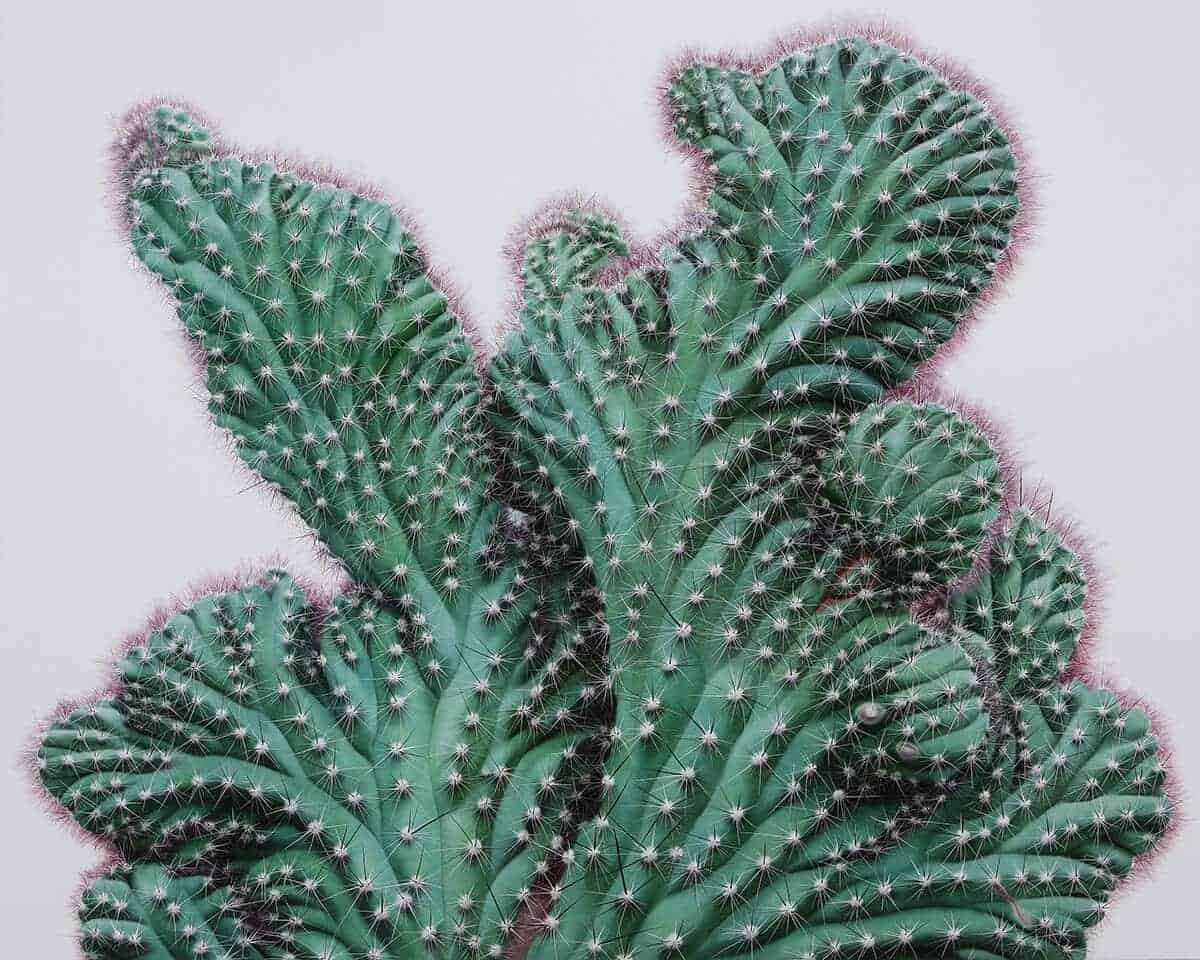 realistisch schilderij van een cactus