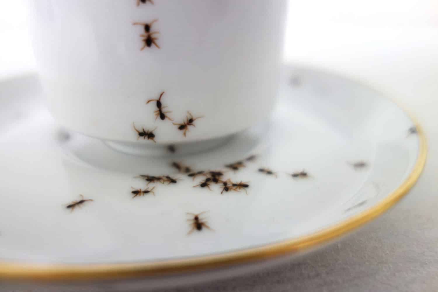 mieren op het servies