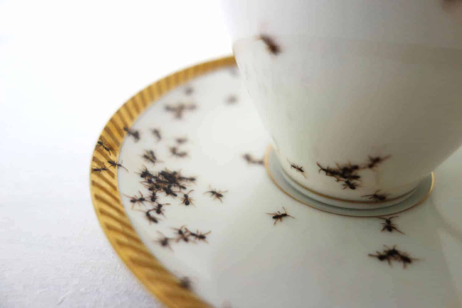 mieren op het servies