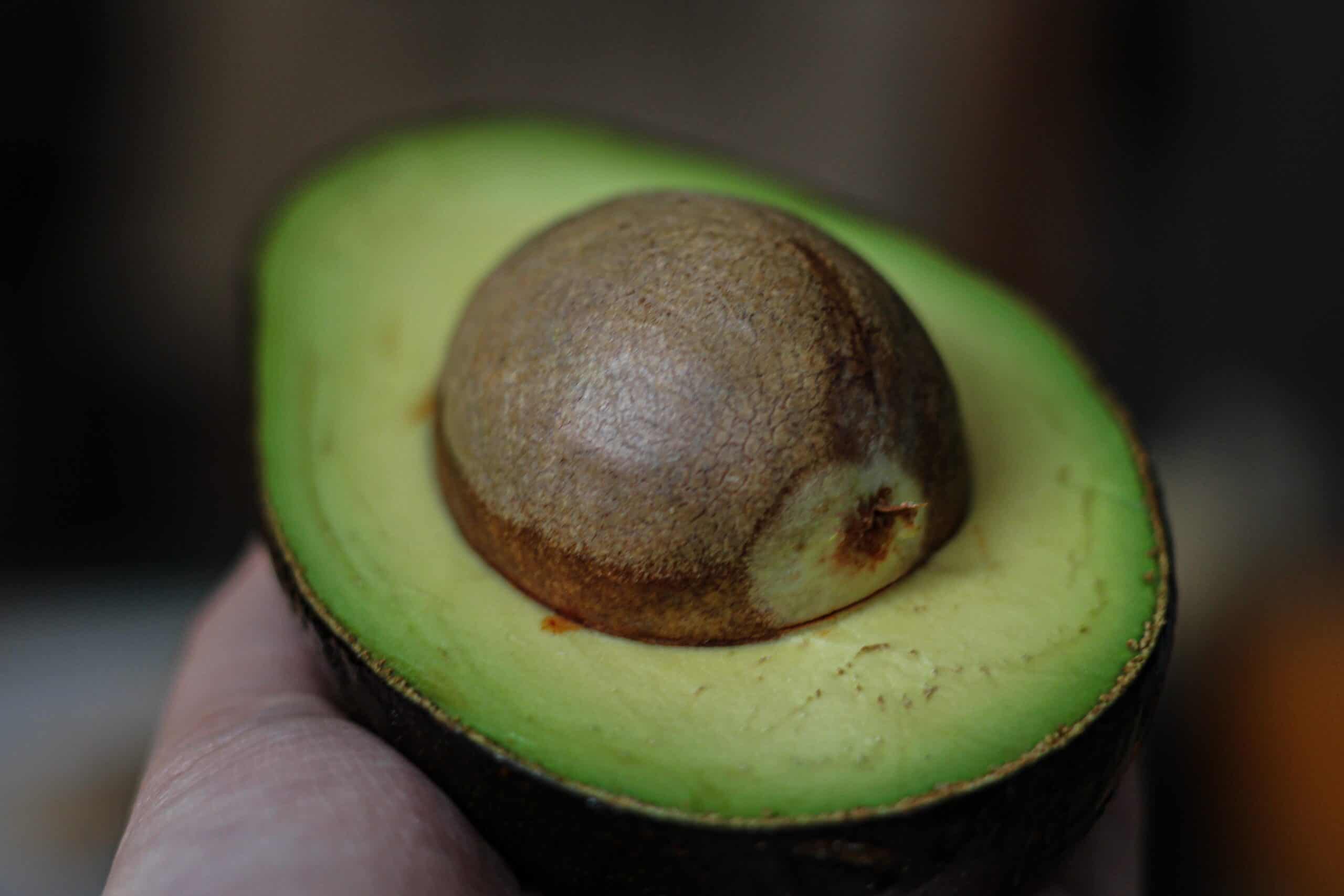 maak je eigen avocadoplant