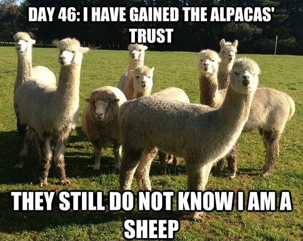 Jour 46 : J'ai gagné la confiance des alpagas. Ils ne savent toujours pas que je suis un mouton