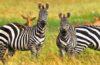 The Best Tanzania National Parks and Game Reserves