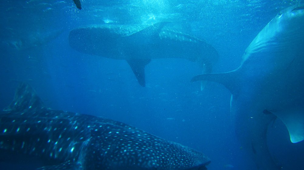 tre squali assortiti sotto l'acqua