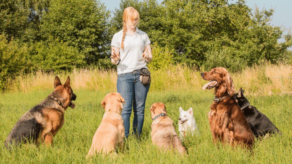 Dog Training Jacksonville