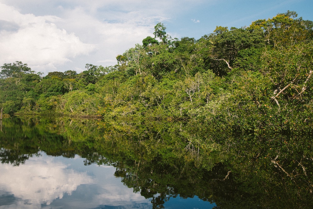Amazonie forêt amazonienne carbone
