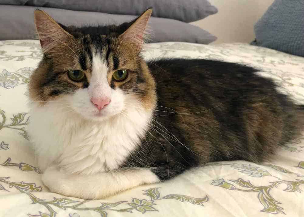 Orange County CA Stunning Maine Coon Mix Cat For Private Adoption