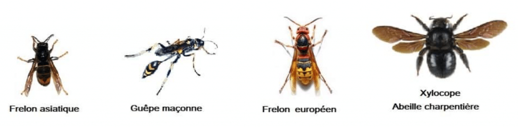 Le xylocope. Cette grosse abeille bleue souvent appelée bourdon noir image 11 1024x253 - Le xylocope. Cette grosse abeille bleue souvent appelée bourdon noir