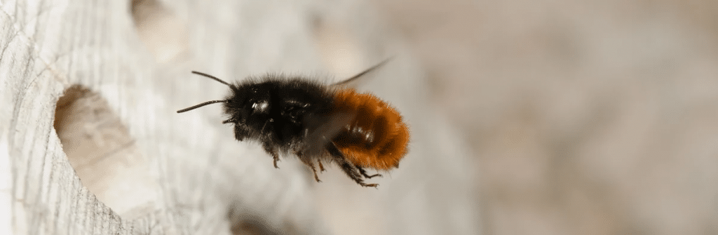 Abeilles : essentielles pour notre planète image 13 1024x335 - Abeilles : essentielles pour notre planète