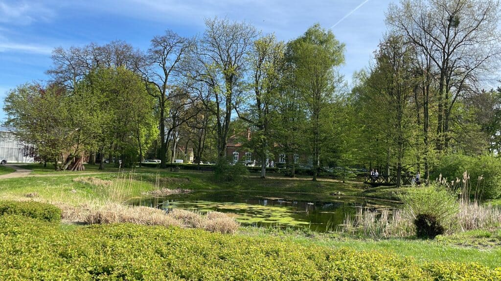 A small pond with lily pads, surrounded by grass, bushes, and trees under a blue sky in a park&mdash;an ideal spot to relax during Poland travel. Remember this scene when planning your Poland packing list!.